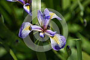 Purple iris blossom during mid spring