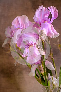 Purple iris buds close-up. Still life with flowers
