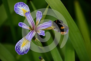 A purple iris with bumble bee