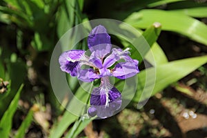 Purple Iris closeup