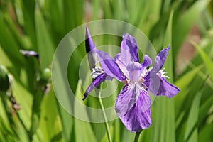 Purple Iris closeup