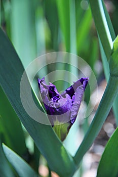 Purple Iris Closeup in the Garden
