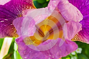 Purple iris in direct sunlight