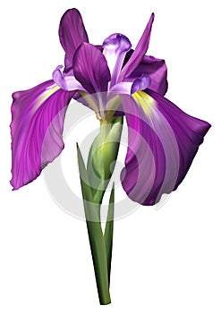 Purple iris flower