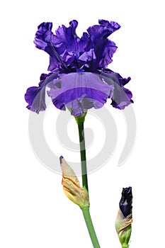 Purple Iris Flower