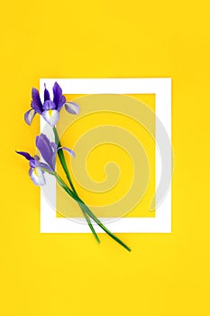 Purple Iris Flower Abstract Background Frame
