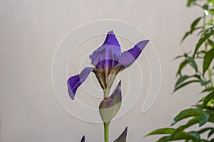 Purple iris flower against blurred light wall. Close up