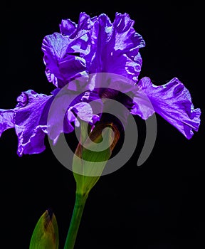 Purple Iris Flower on Black Background