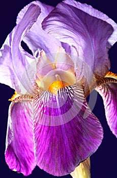 Purple Iris flower in bloom photo