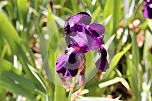 Purple Iris flower in bloom