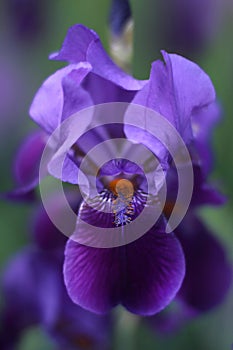 Purple iris flower in a blooming garden.