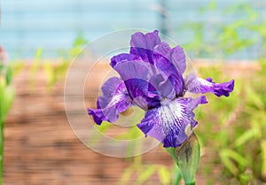 Purple iris flower bloossom in the summer garden