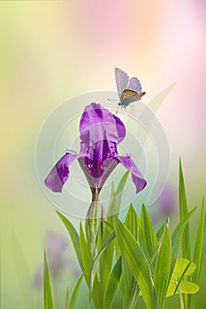 Purple iris flower on a blurry soft yellow and green background. Early in the morning, a butterfly flies over a beautiful flower.