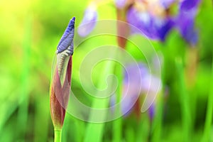 Purple iris flower bud