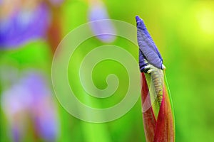 Purple iris flower bud