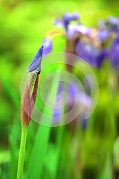 Purple iris flower bud