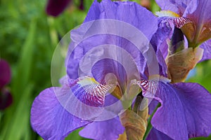 purple iris flower close up,beautiful german iris flower with purple hue