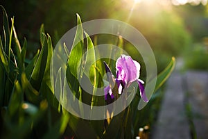 Purple iris flower. Close up detail flower blooming in spring, blurry green leaves background.