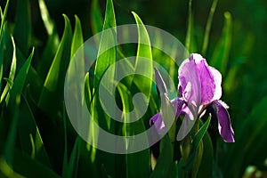 Purple iris flower. Close up detail flower blooming in spring, blurry green leaves background.