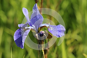 Purple iris flower with feeding large skipper butterfly