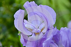 Purple iris flower in fully blooming