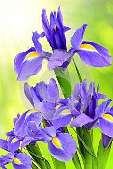Purple iris flower