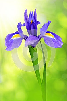 Purple iris flower