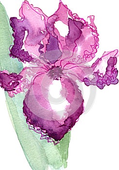 Purple Iris flower illustration