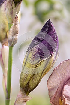 Purple iris flower (iris) - sunny background. Soft focus with bokeh. Iris, or Cassatic, or Cockerel