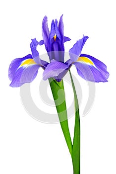 Purple iris flower photo