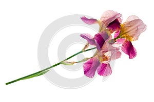 Purple iris flower photo