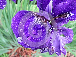 Purple Iris Flower Petal in the Rain in May in Spring