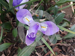 Purple iris flower plant