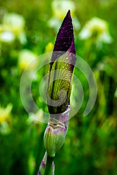 Purple iris flower after rain