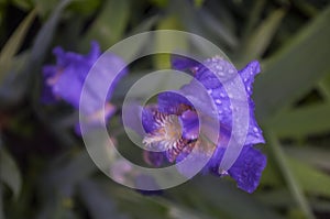 purple iris flower rain drops plant grass flower weather nature spring wind