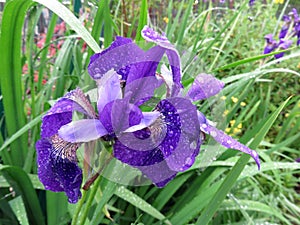 Purple Iris Flower in the Rain in May