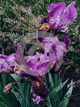 Purple iris flower and rainy drops, rainy weather and atmosphere, rainy mood, beautiful flowers