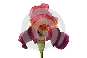 Purple iris flower on white