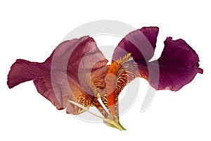 Purple iris flower on white