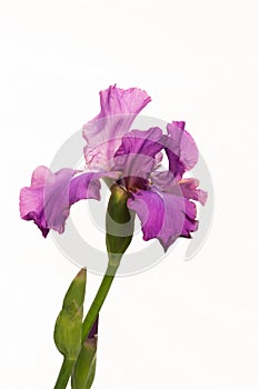 Purple iris flower on a white background