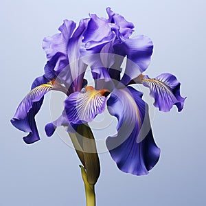 Purple iris flower on white background , generated by AI