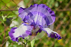 purple iris flower with white,in the garden blooms beautiful german purple iris on an old grid background