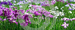 Purple iris on flowerbed banner photo
