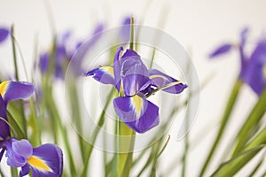 Purple iris flowers. Beautiful bouquet n soft white background