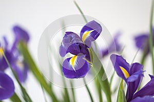 Purple iris flowers. Beautiful bouquet n soft white background