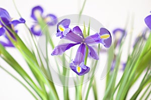 Purple iris flowers. Beautiful bouquet n soft white background
