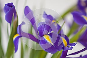 Purple iris flowers. Beautiful bouquet n soft white background