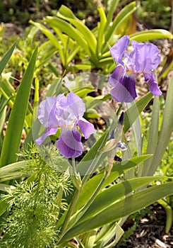 Purple Iris flowers in bloom