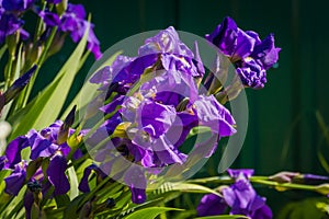 Purpurová kosatec kvety 