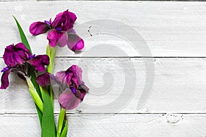 Purple iris flowers bouquet on white wooden background. flat lay. top view with copy space